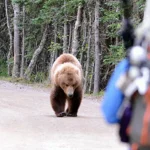 Grizzly Bear Dog Walker Encounter