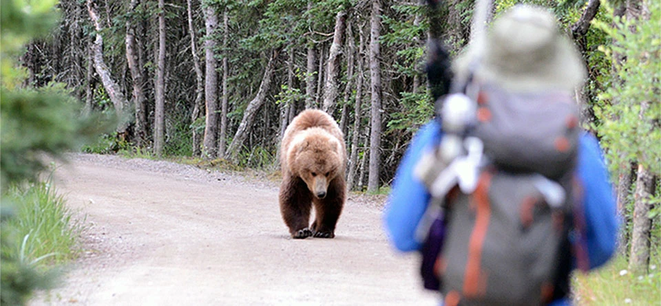Grizzly Bear Dog Walker Encounter